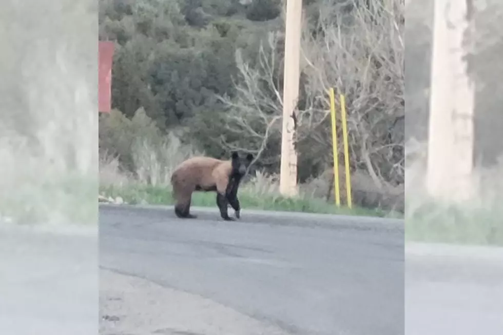Cute Little Two Tone Black Bear Spotted on Outskirts of Billings