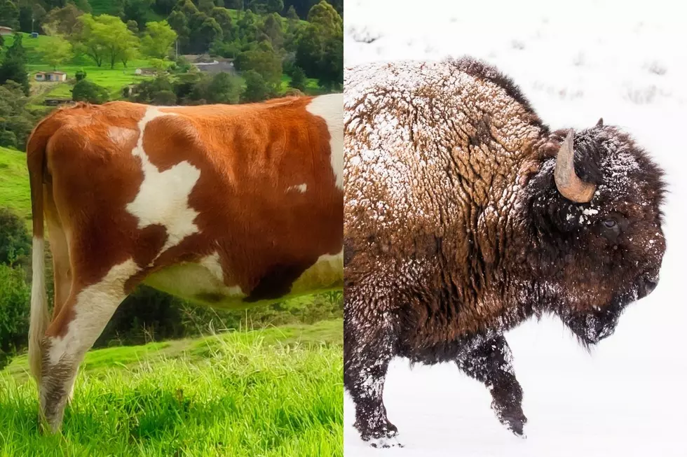 Better than Beef? Beefalo Could be Coming to Montana Ranches