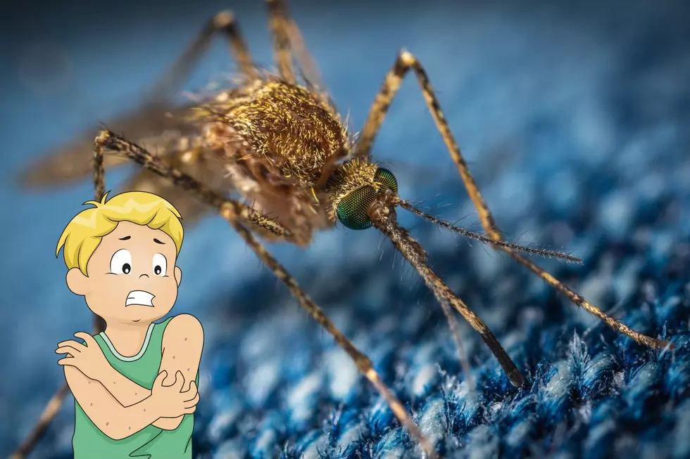 Ugh. So Many Mosquitoes this Year in Montana. Try These Tricks