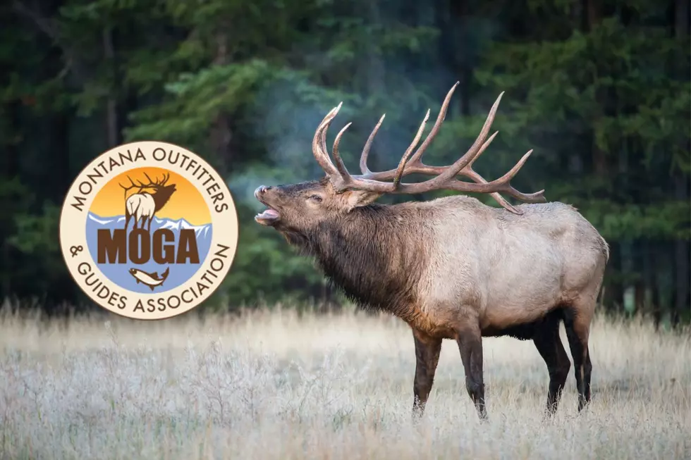 The Future of Elk Management in Montana Is In Your Hands!