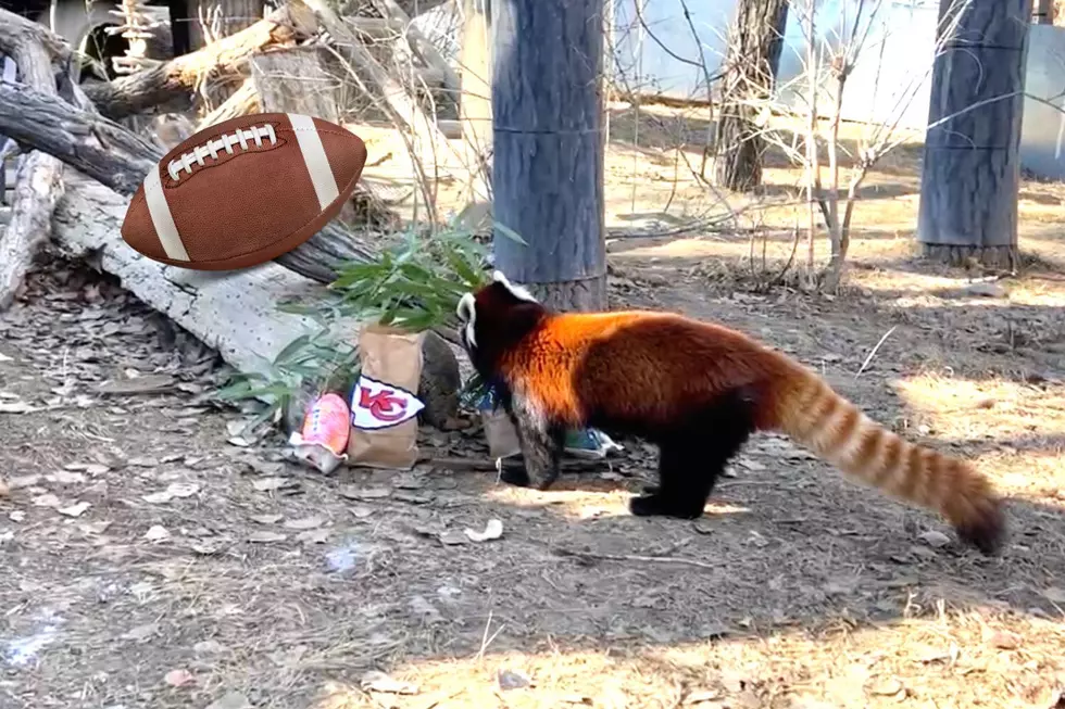 Eagles To Win Big Game on Sunday Says ZooMontana&#8217;s Red Panda