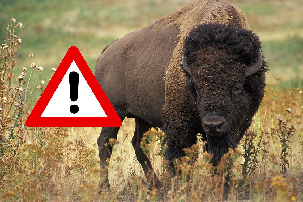 Woman Gored By Bison In Yellowstone National Park Today