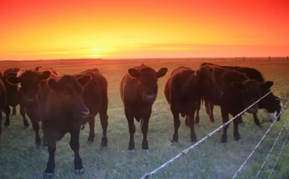Aid Group Delivering Cattle to South Dakota