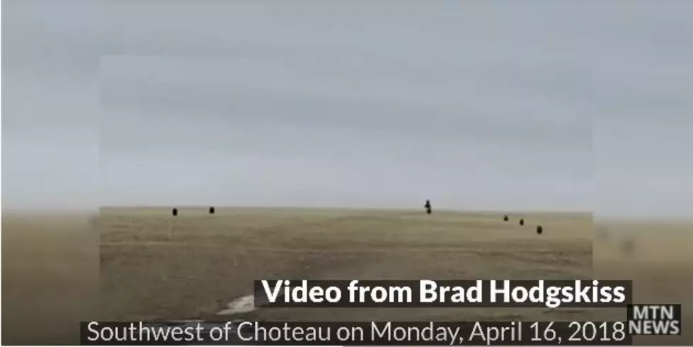 Great Video: Grizzlies on the Montana Prairie