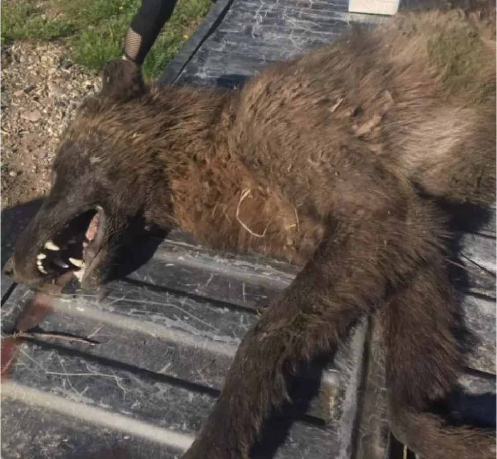 ‘Wolf-Like’ Creature Killed Near Denton Now Identified
