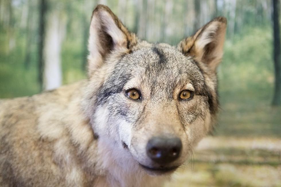 Rancher Kills Wolf