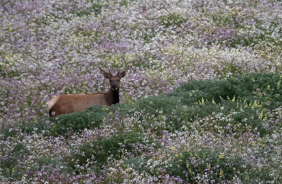 Drop in Number of Newborn Elk