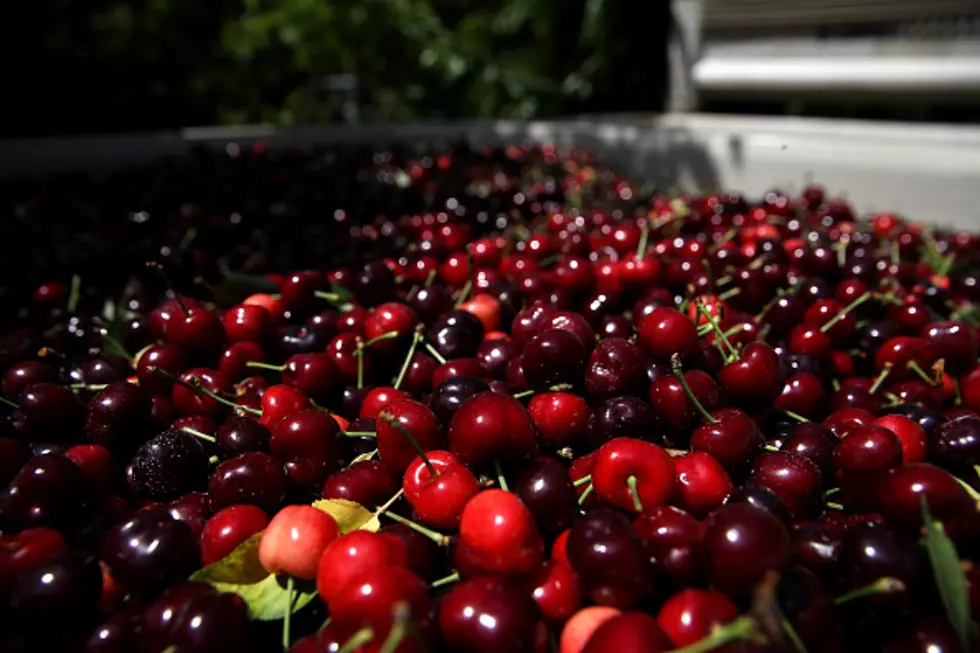 Cherry Harvest in Montana is Coming Up