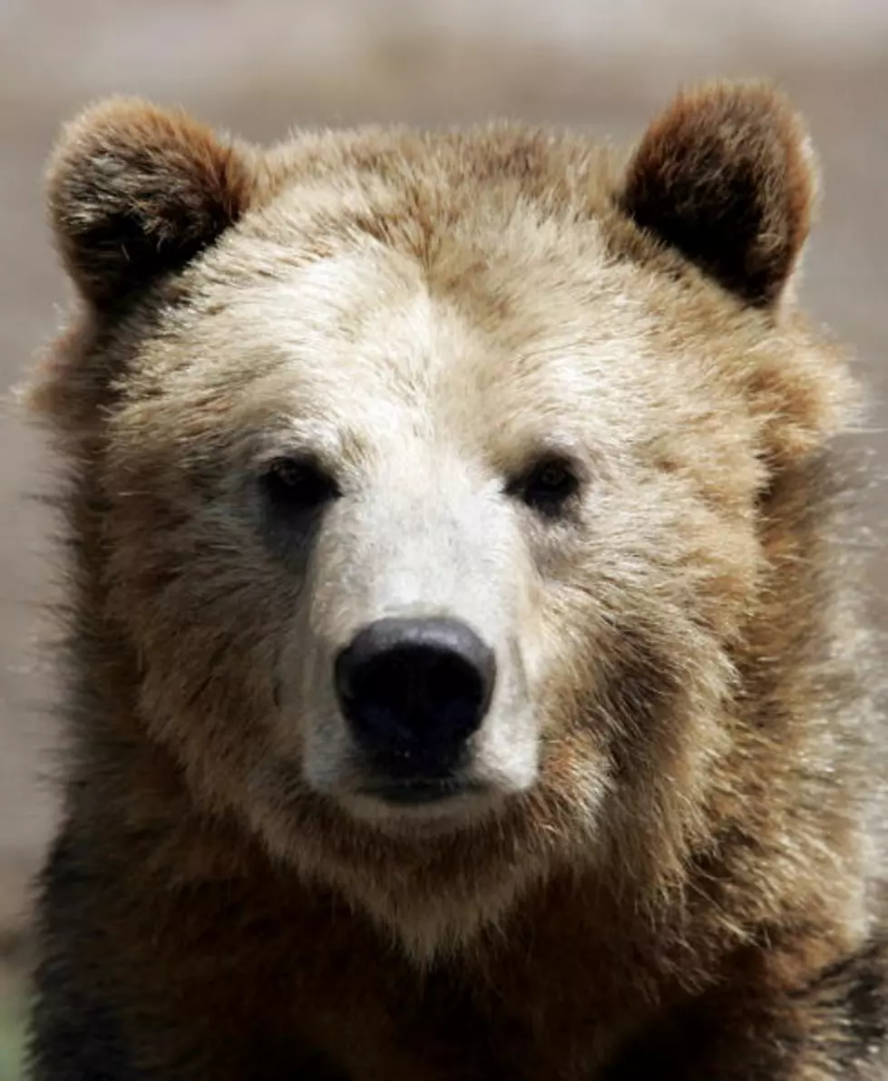 2 Grizzlies Moved to Bolster Cabinet-Yaak Bear Population