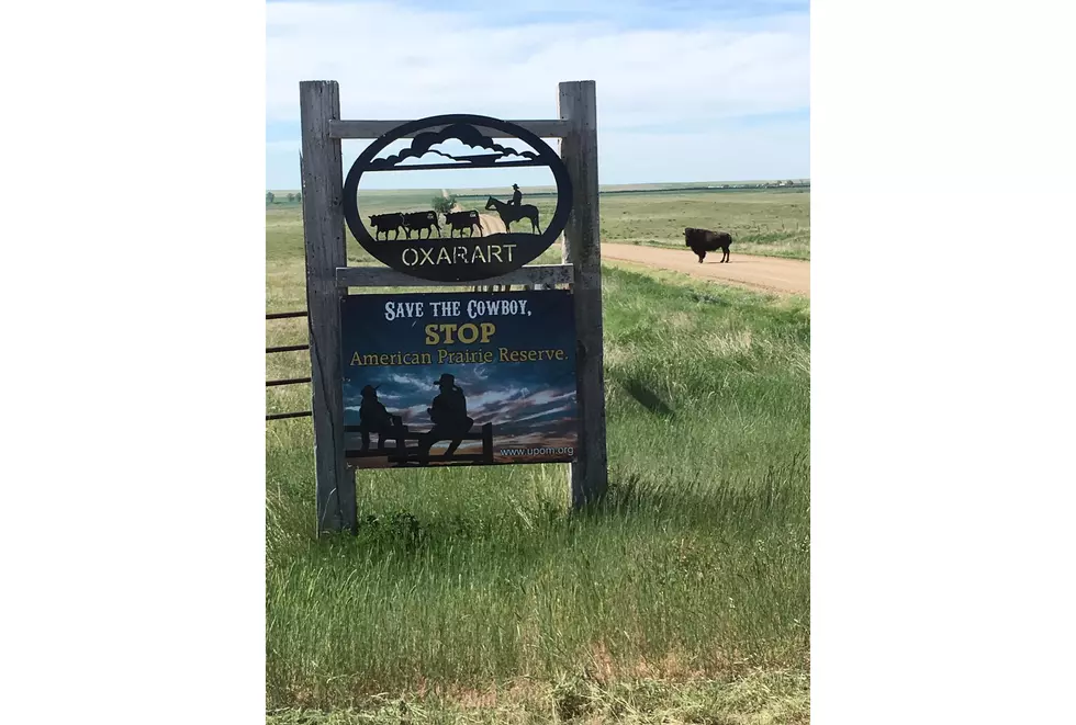 Denowh: Montana FWP Pushing Wild Bison [FULL AUDIO]