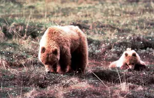 3 Hunters Injured in 2 Montana Grizzly Attacks