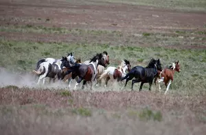 Official: Solving Wild Horse Problem Will Take $5B, 15 years