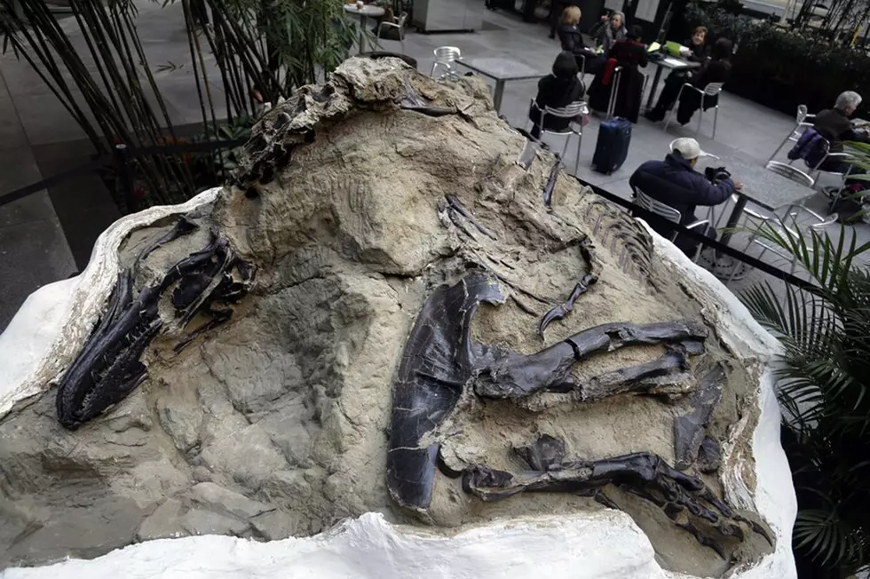 Millions at Stake in Dinosaur Fight: Are Fossils Minerals?