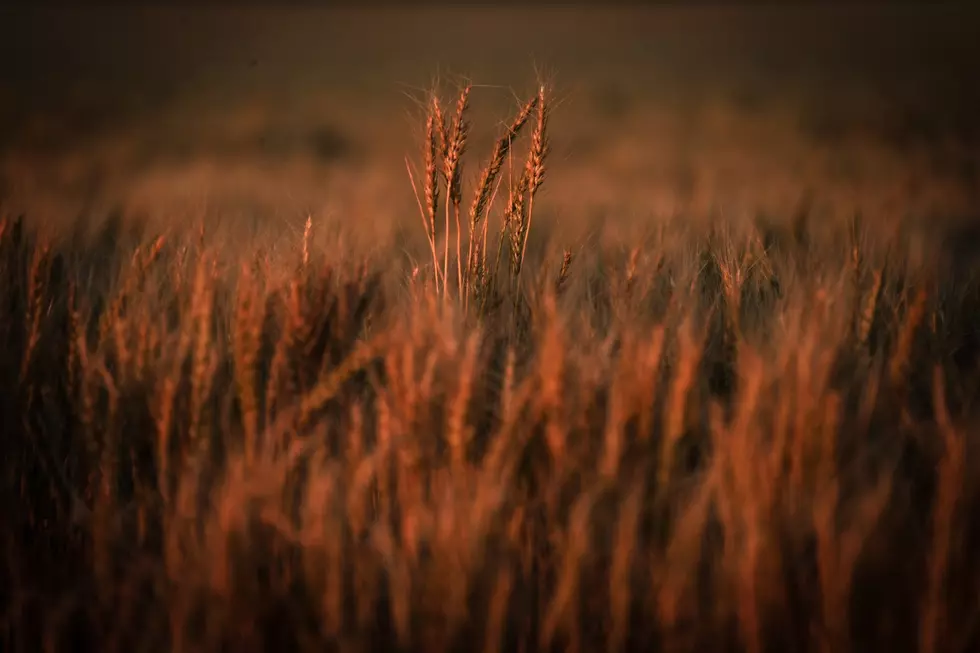 Open Letter: Scobey Harvest Woes