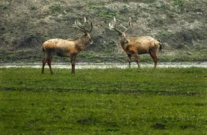 Southwest Montana Hunting Season Sees Fewer Hunters