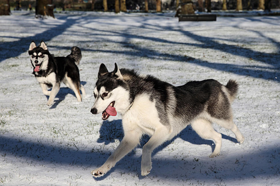 Montana Shelter Caring for 39 Huskies Found Roaming Wild