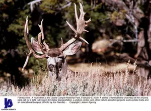 Montana Facility To Begin Tests For Chronic Wasting Disease