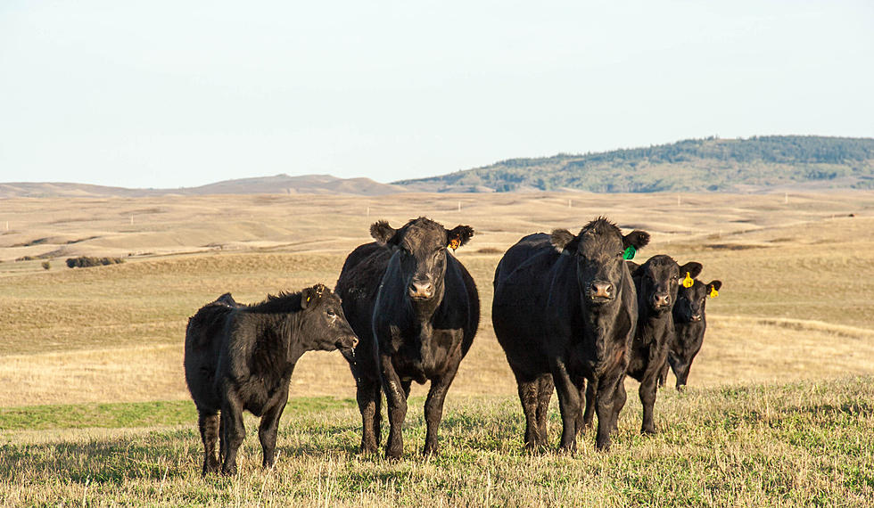 Stopping the Cattle Carbon Footprint…with Seaweed?