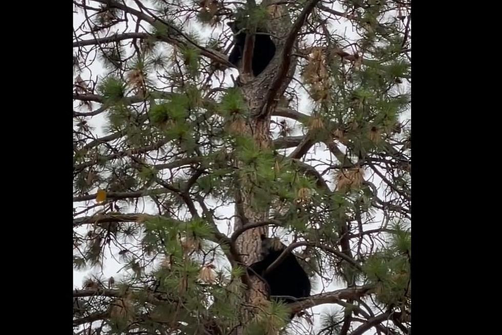 Walking Your Kids to School in Missoula? Look Up