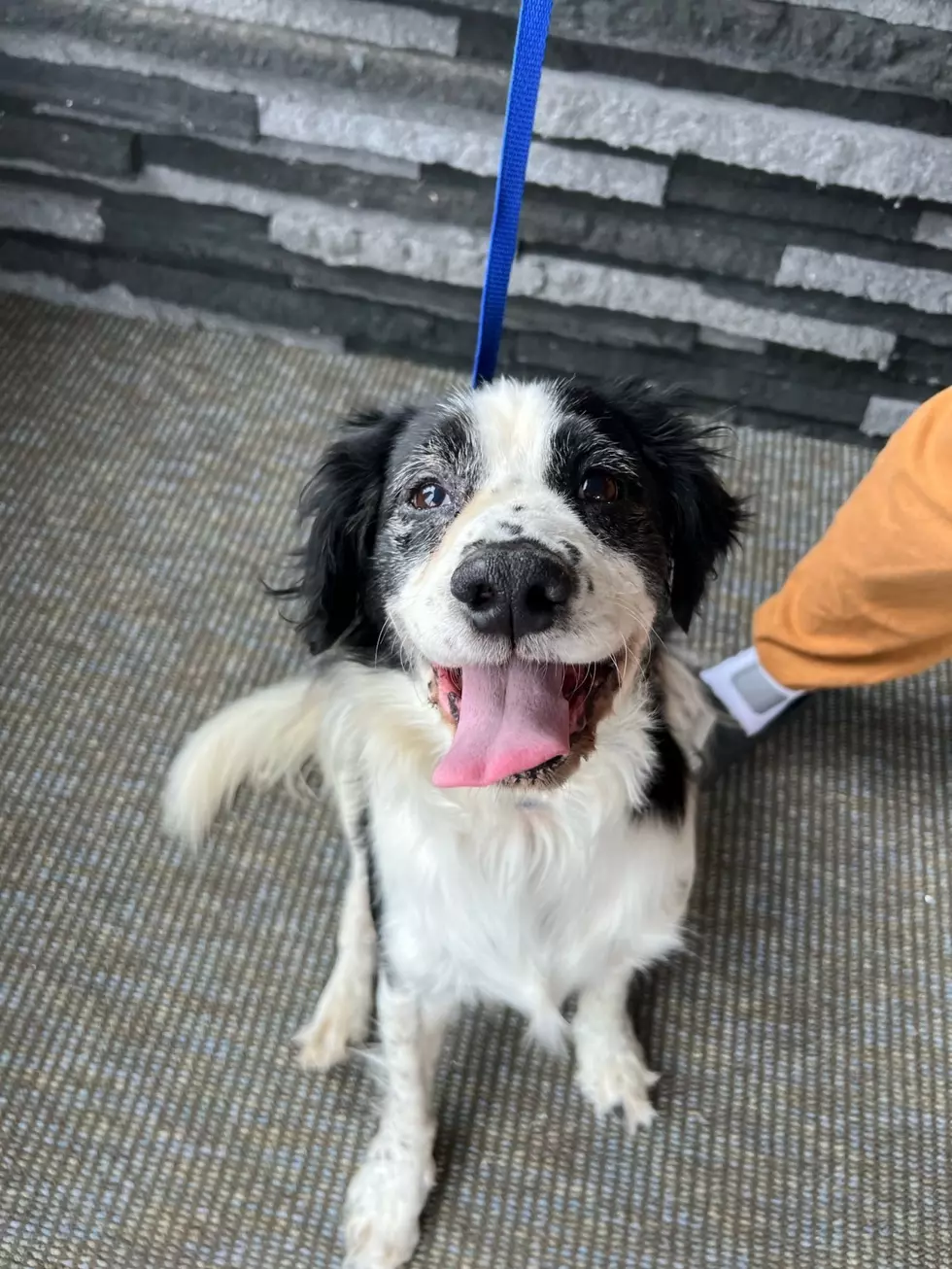A Spaniel Mix? Ari Is Ready For You to Adopt In Billings!