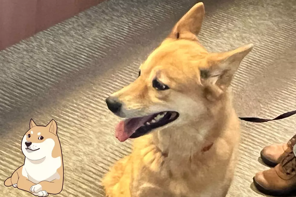 A Real Life Doge? Your Coin is Better Invested in Foxy here in Billings!