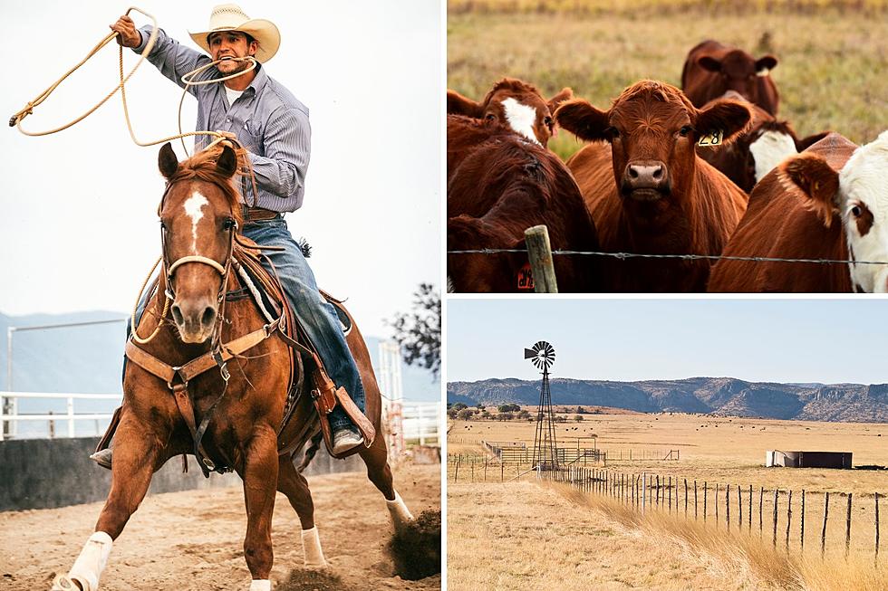 Cowboy Needed on Montana Cattle Ranch