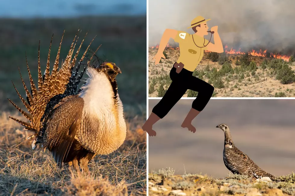 Raise Your Montana Voice to the BLM about Sage Grouse!
