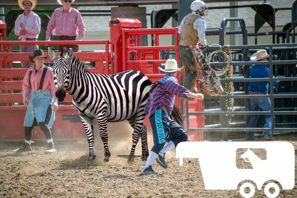 Zebra Bound For Montana On The Loose
