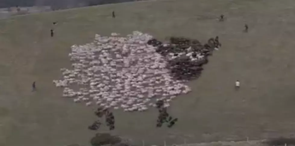 Extreme Sheep – This is Just Weird! (But Cool)