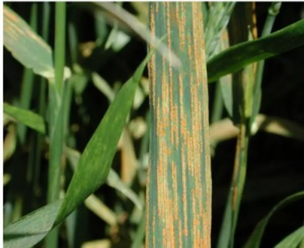 Stripe Rust Threatens Local Wheat Crop