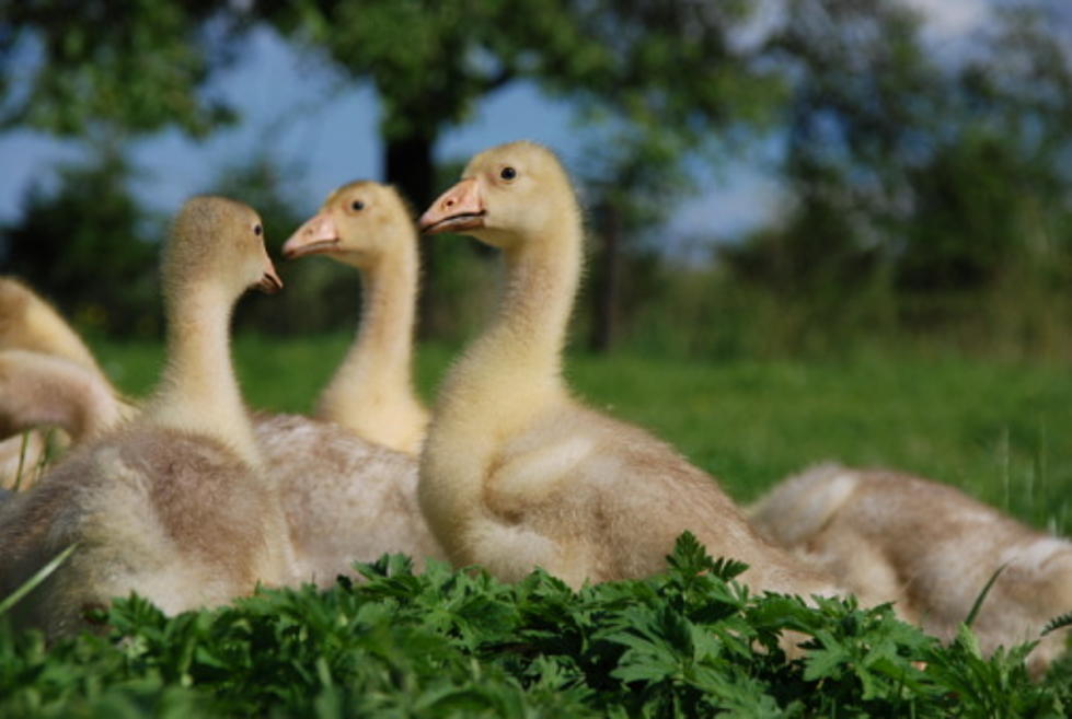 Agency Asks Journals to Drop Stories About Bird Flu