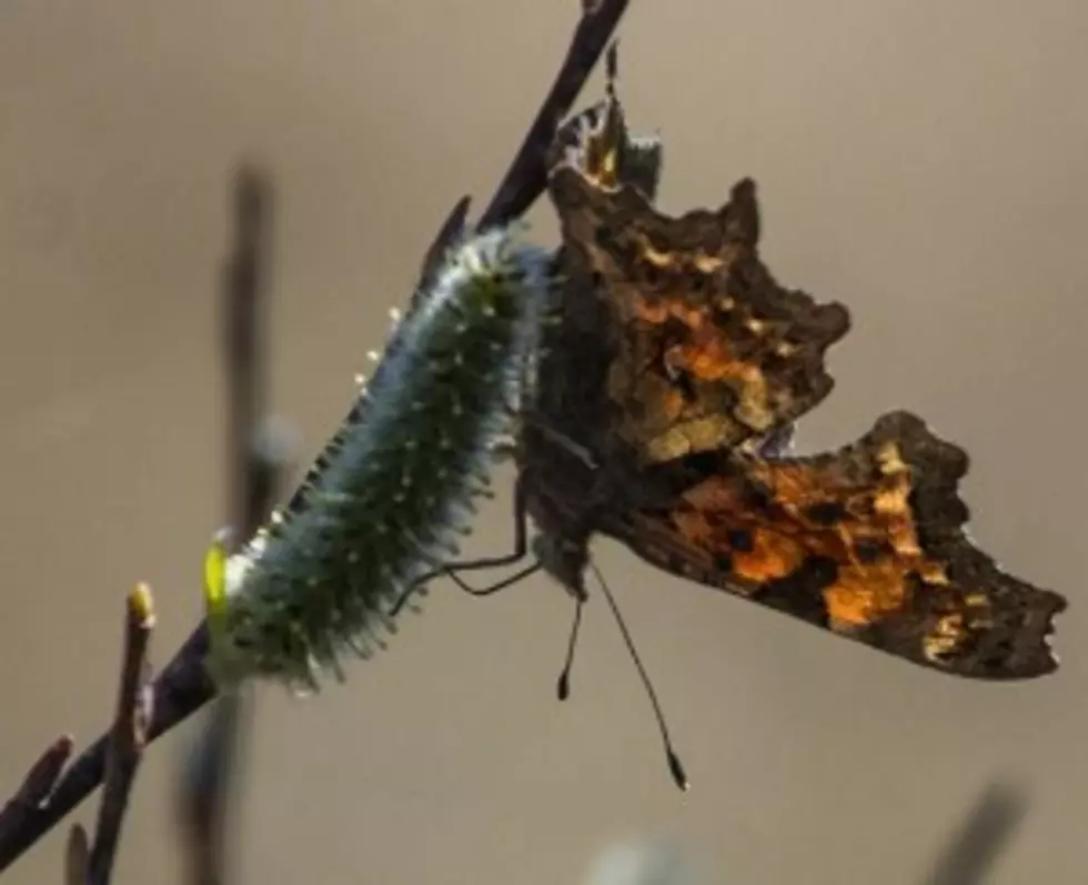 Waterton-Glacier Butterfly BioBlitz Coming July 10