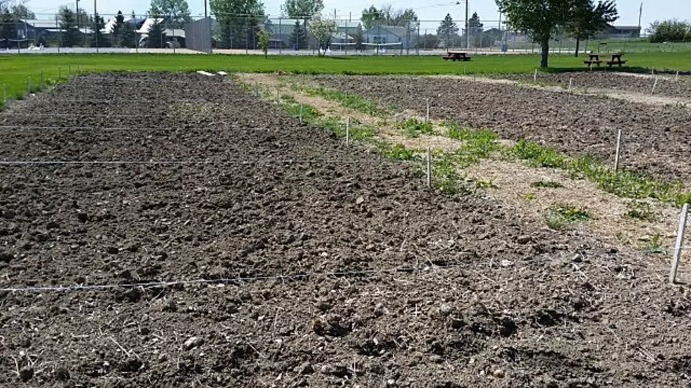 Young Boy Plants Wonder Beans In Conrad