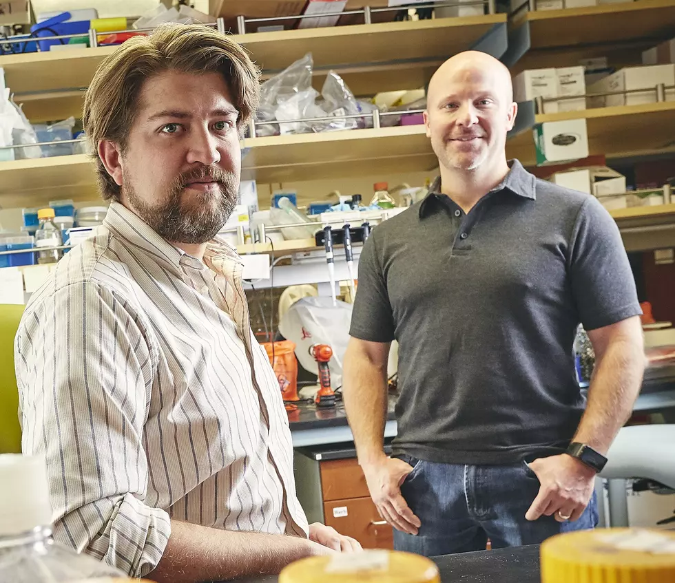 MSU research points to gut microbiome as protector against acute arsenic poisoning