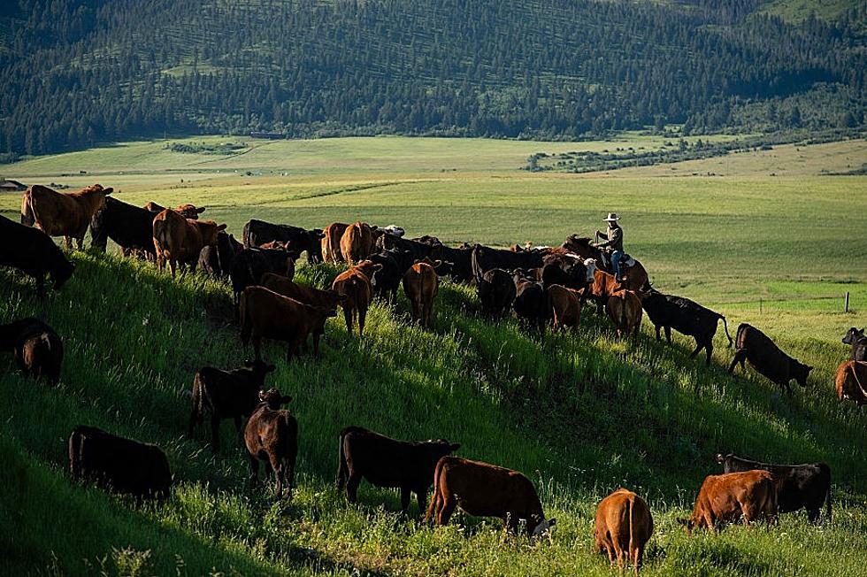 MSU to Offer New Ranching Systems Bachelor’s Degree