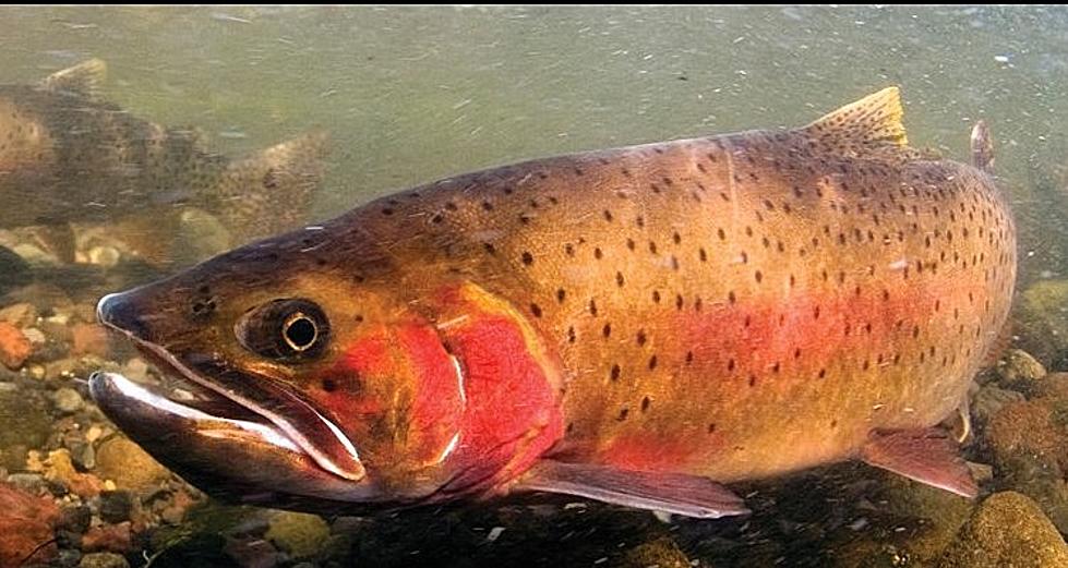 Native Fish Conservation Project Starts This Week