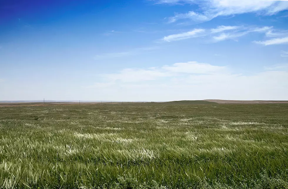 We Get It: New Survey Suggests Improvements in Montanans’ Understanding of Noxious Weeds