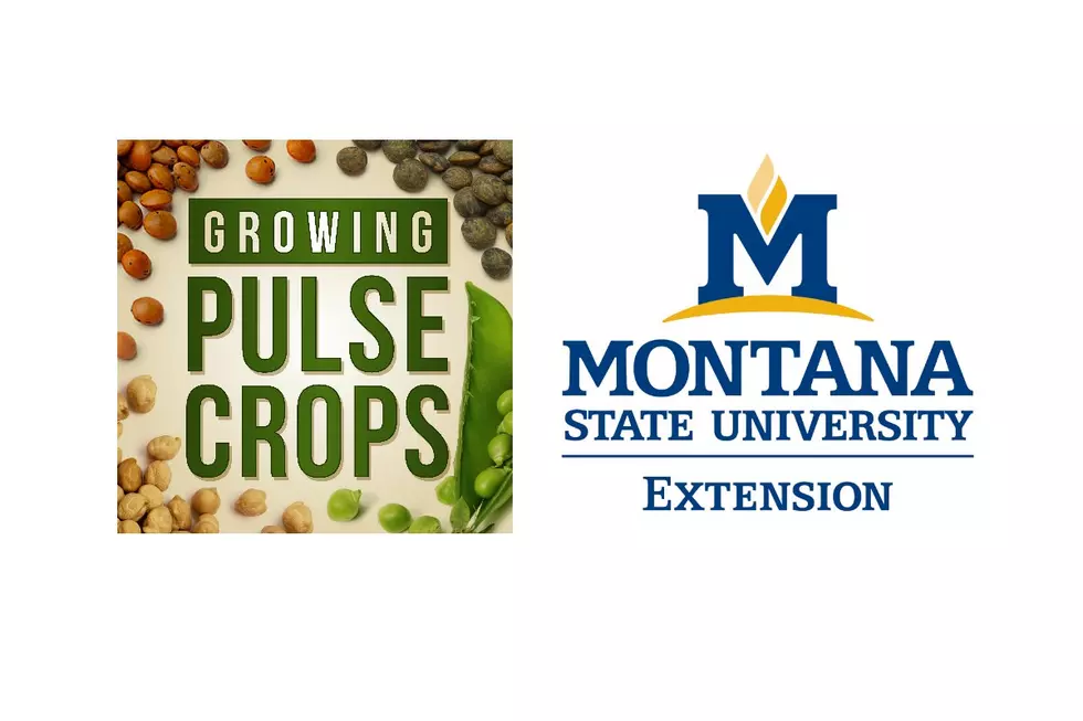 MSU Extension’s Pulse Crops Podcast: What Do You Think, Producers?