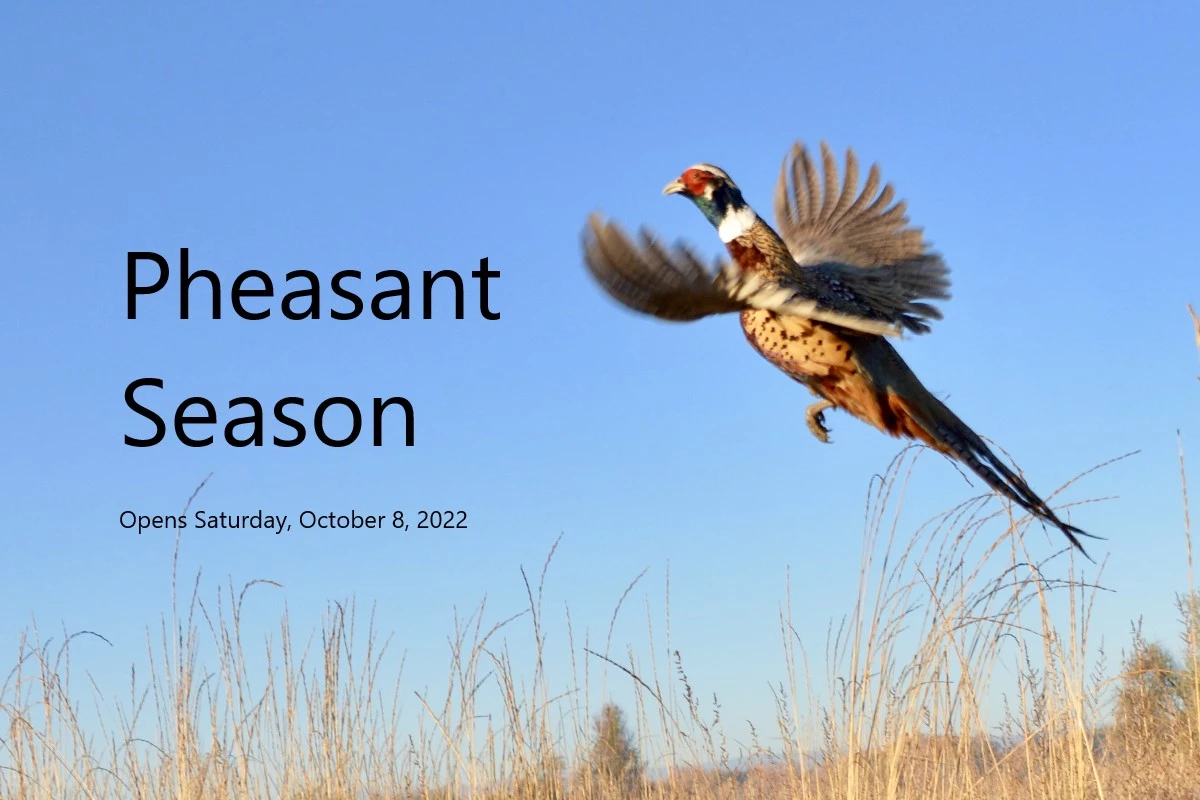 FWP Will Release Pheasants at Freezeout Lake Ahead of Season Opening