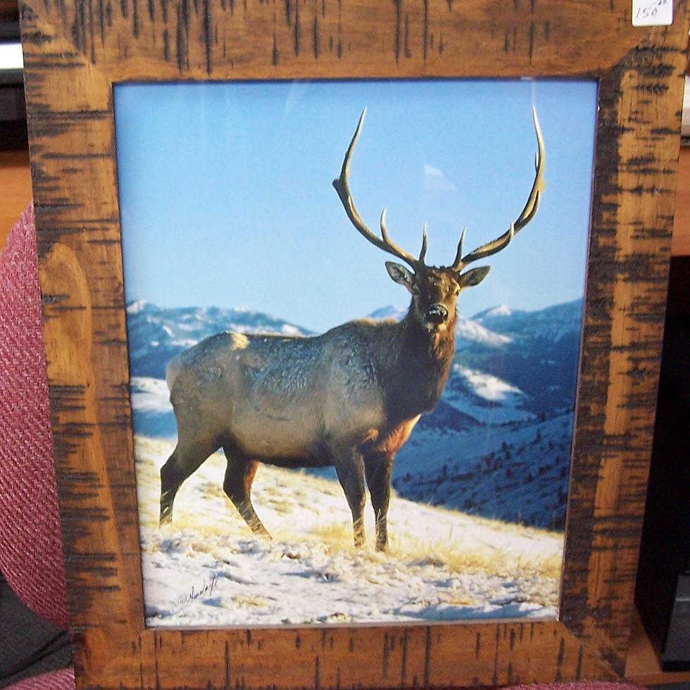 Rocky Mountain Elk Foundation Marks Their 32nd!!