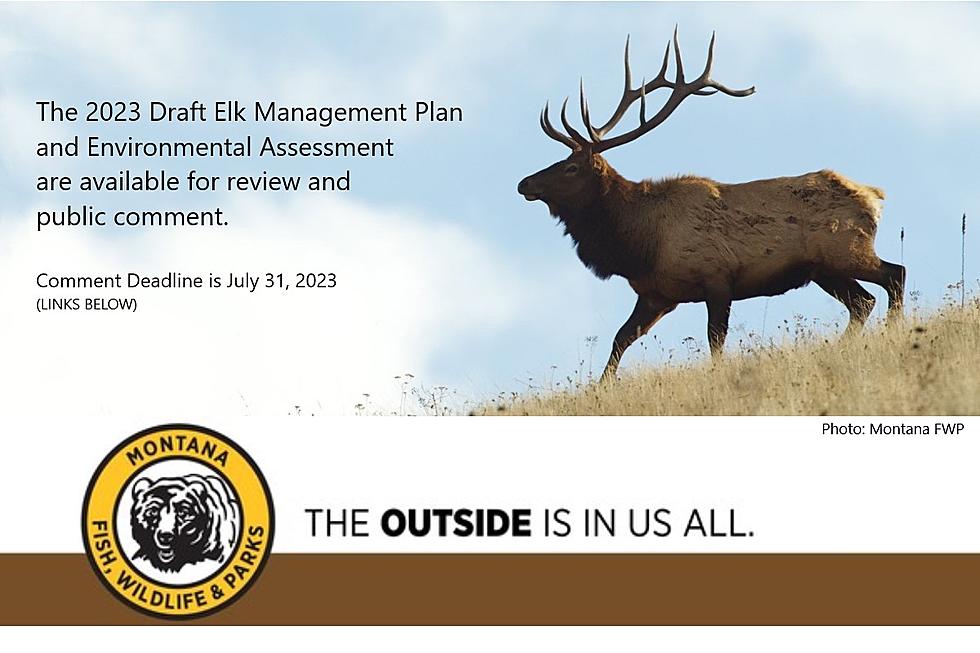 FWP Seeks Comment on Draft Elk Management Plan & EA