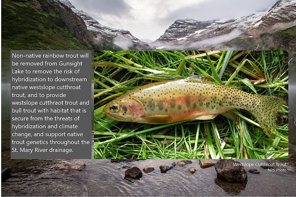 NPS Approves Glacier&#8217;s Gunsight Lake Native Trout  Preservation Project