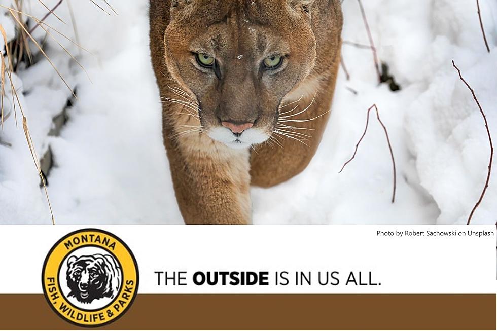 FWP: Surplus Mountain Lion Licenses Available for Purchase