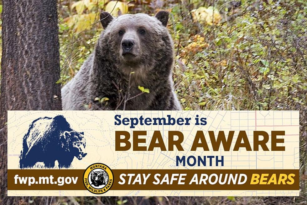 FWP Releases &#8220;Bear Aware&#8221; Videos