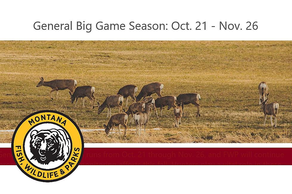 Hunting Season Opens Saturday. FWP&#8217;s CWD Sampling Stations Do, Too.