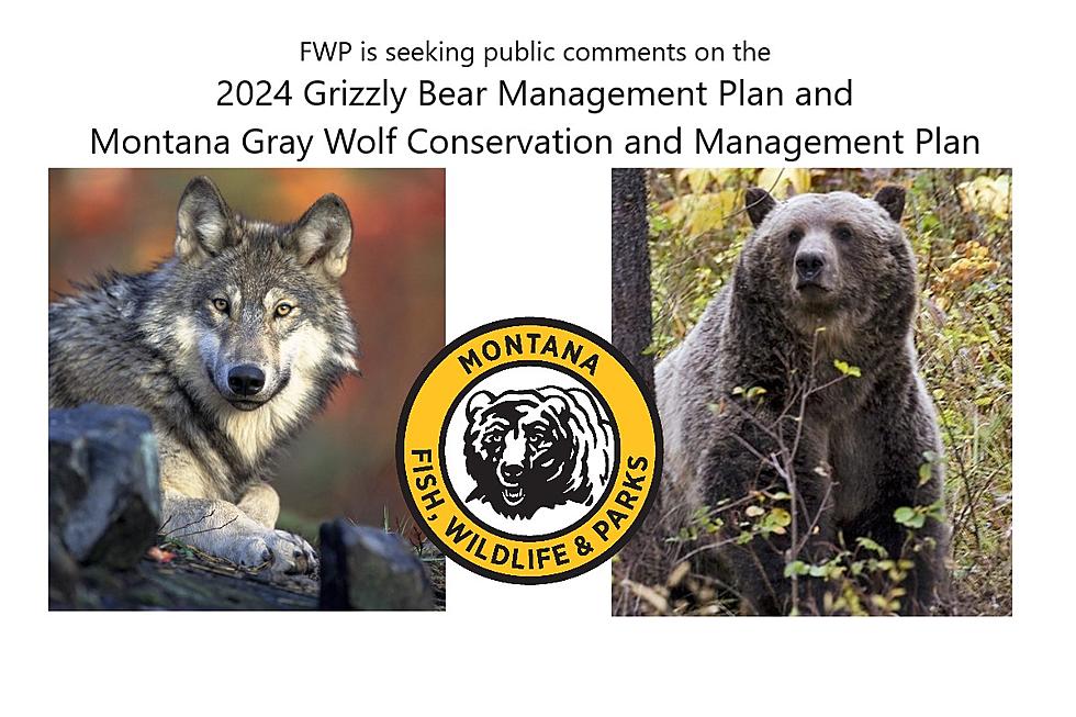 FWP Wants Your Opinion on Draft Grizzly & Wolf Management Plans