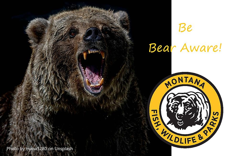 FWP to Host Bear Educational Workshops in Central Montana