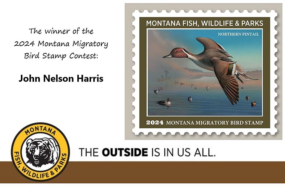 Montana FWP Unveils 2024 Duck Stamp