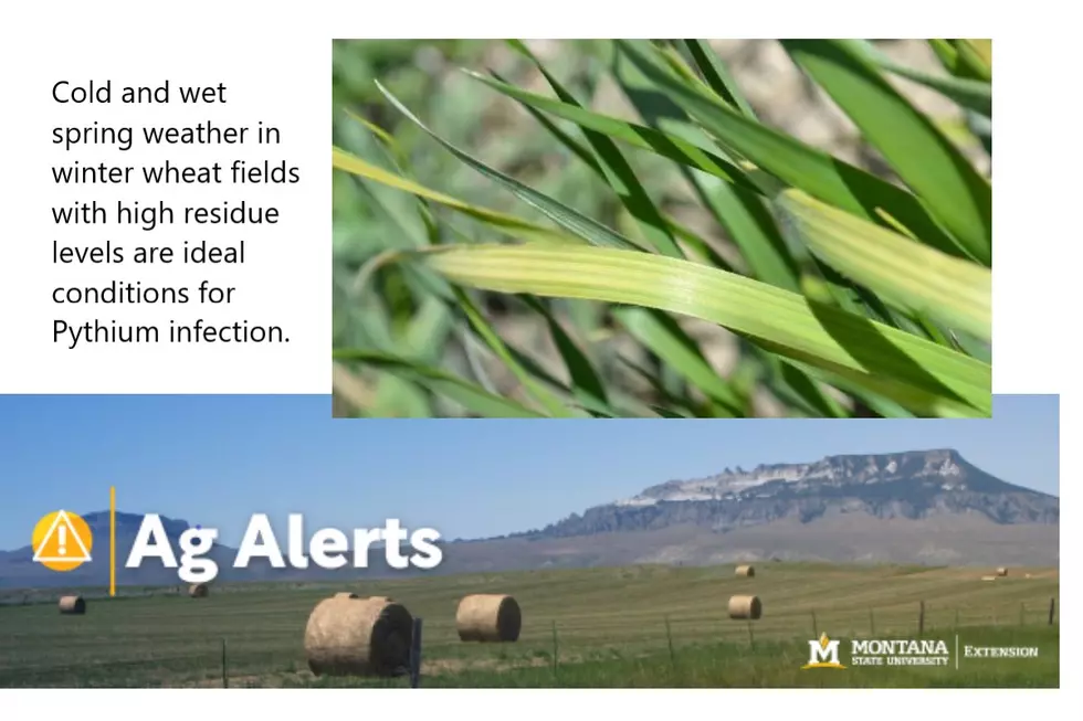 MSU Ag Alert: Schutter Diagnostic Lab Reports Frost, Pythium Damage in Winter Wheat