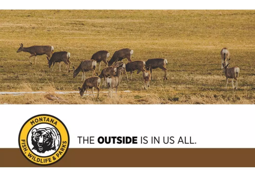 Marias River WMA Deer Hunting Access Permit Drawing Now Open